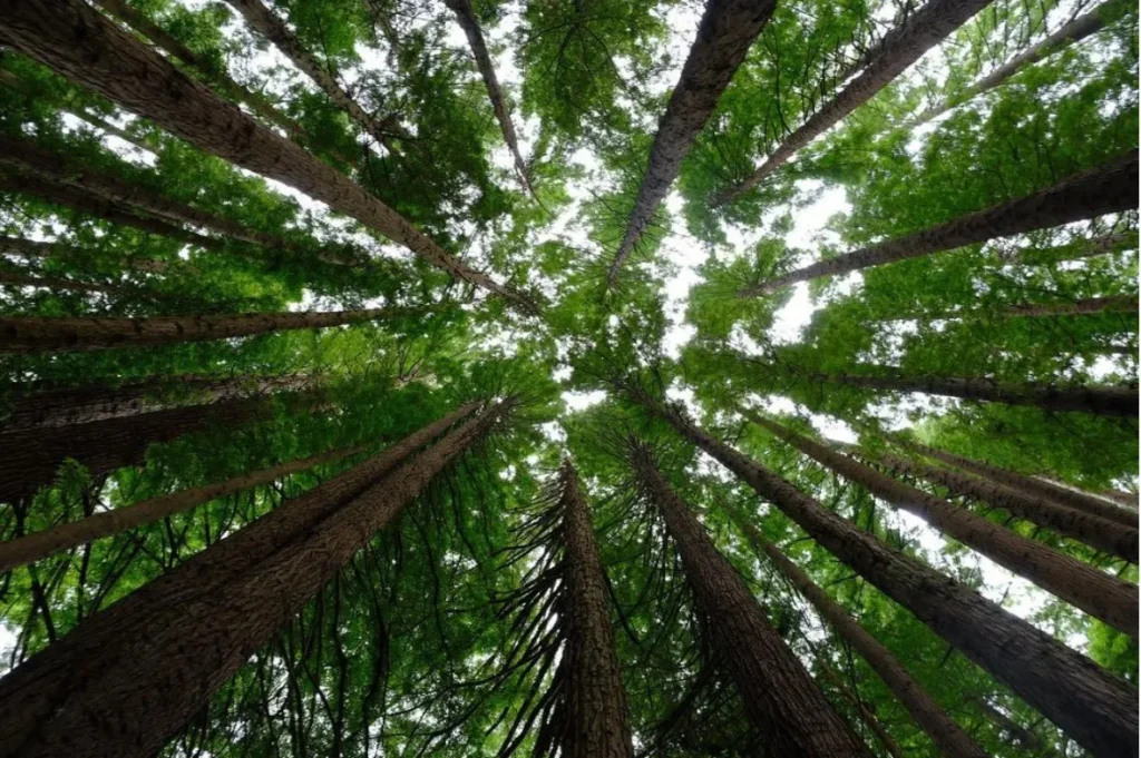 Great Otway National Park