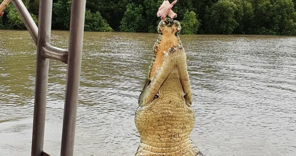 Why the crocodile river is so popular with tourists