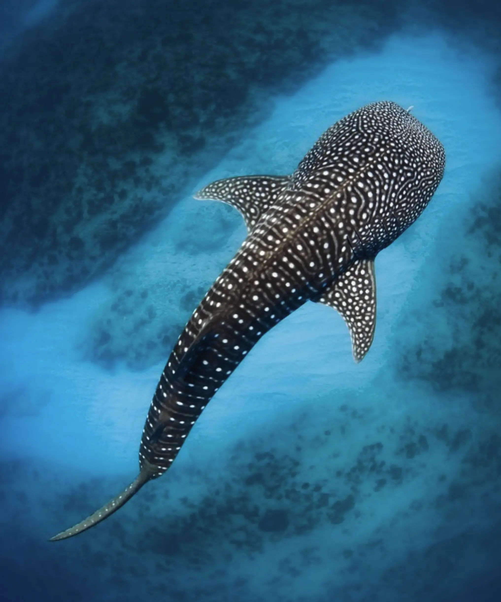 Ningaloo Reef​