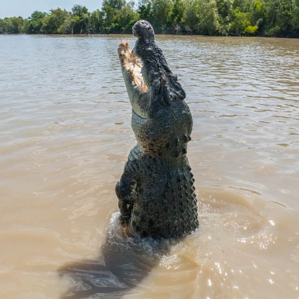 darwin croc tours