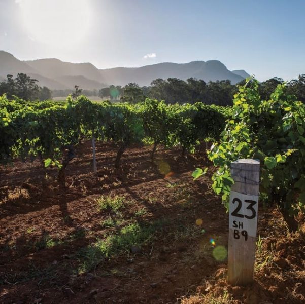 wine tours hunter valley half day