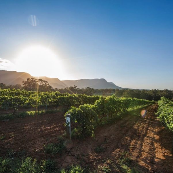 half day hunter valley wine tours