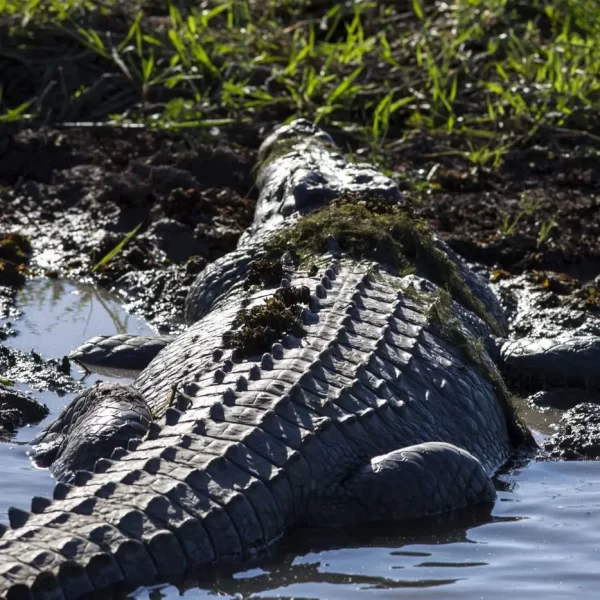 jumping croc tour
