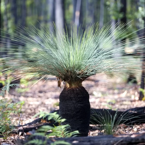 grampians one day tour