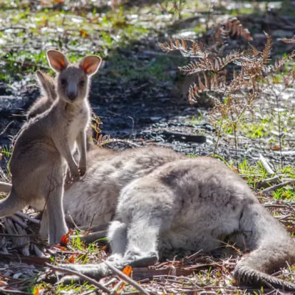 grampians tour from melbourne