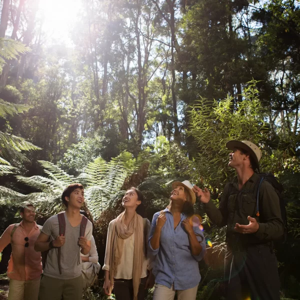 great ocean road tour