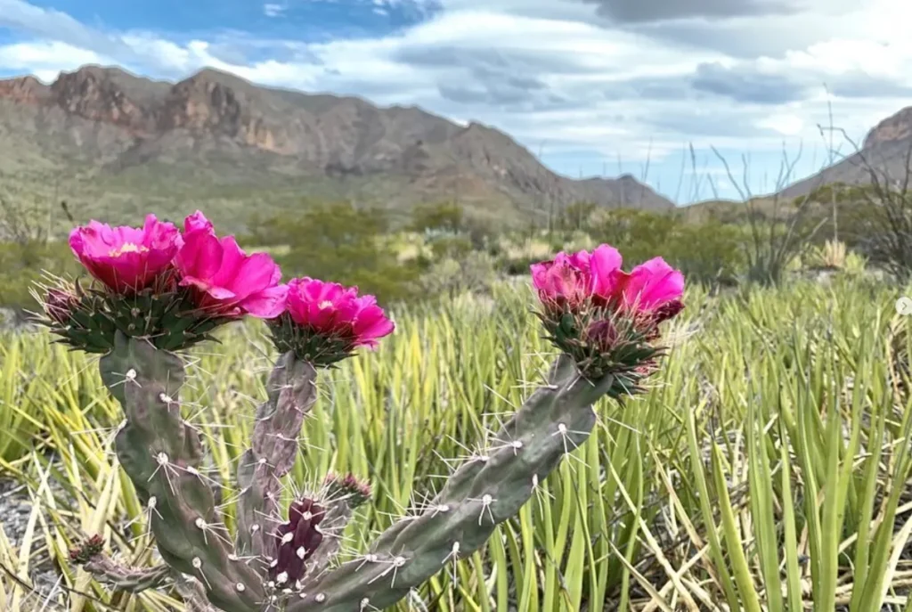 Cylindropuntia