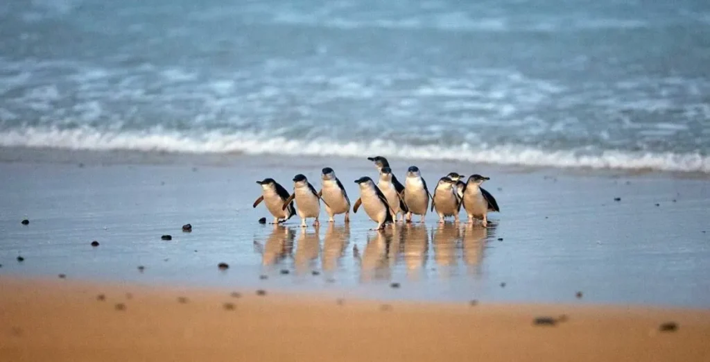 Penguin Parade