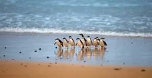 Penguin Parade