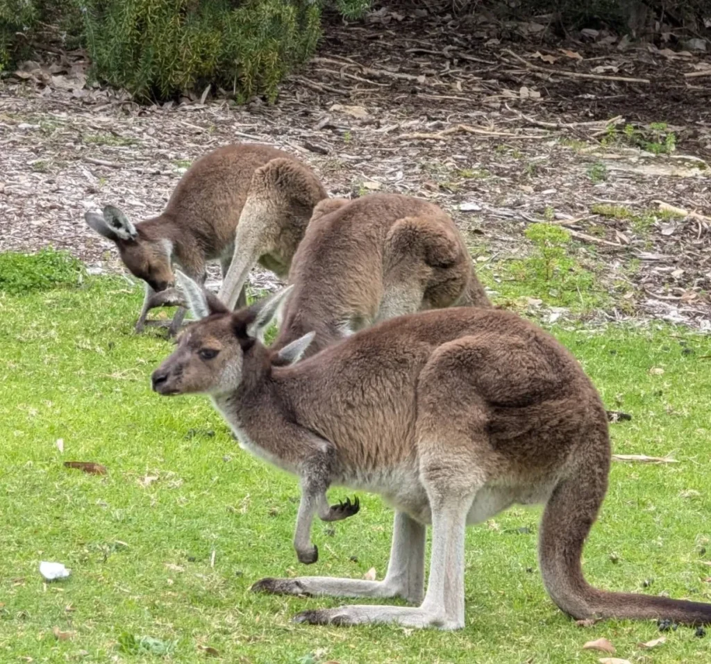 Yanchep National Park