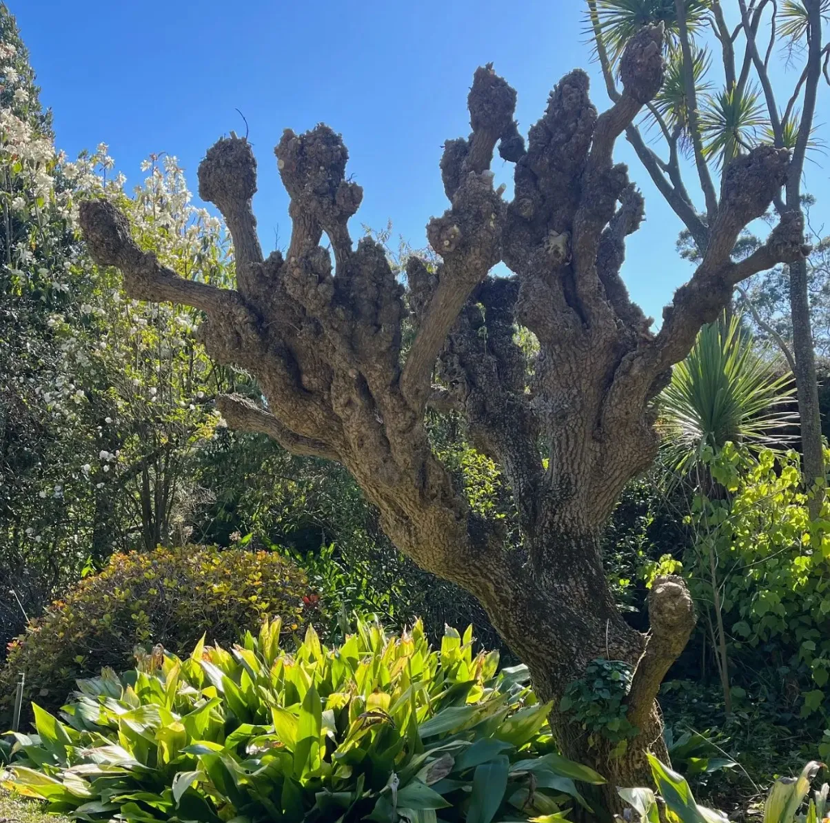 Como House and Gardens