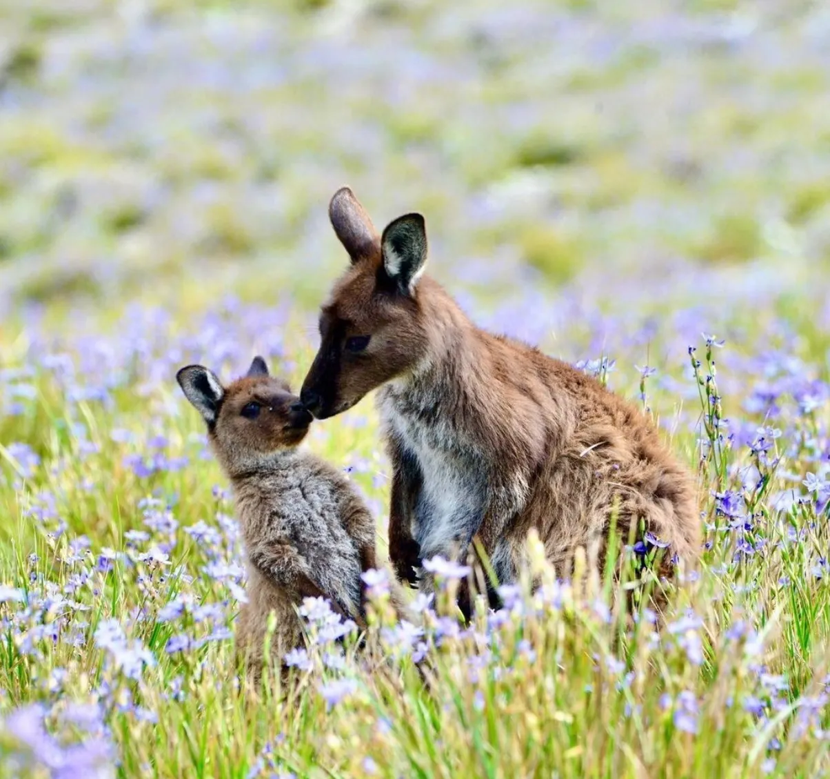 Kangaroo Island