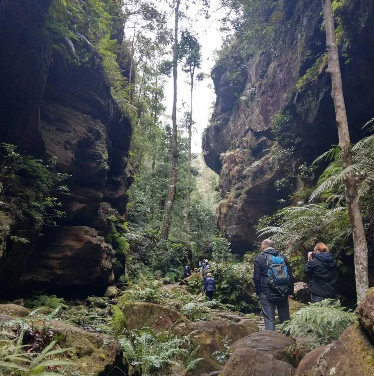 Grand Canyon Track, Blue Mountains