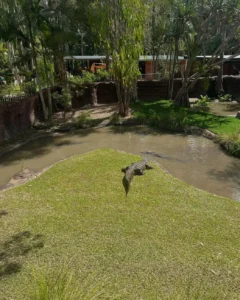 The World’s Largest Croc at Australia Zoo