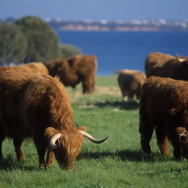 tour to phillip island