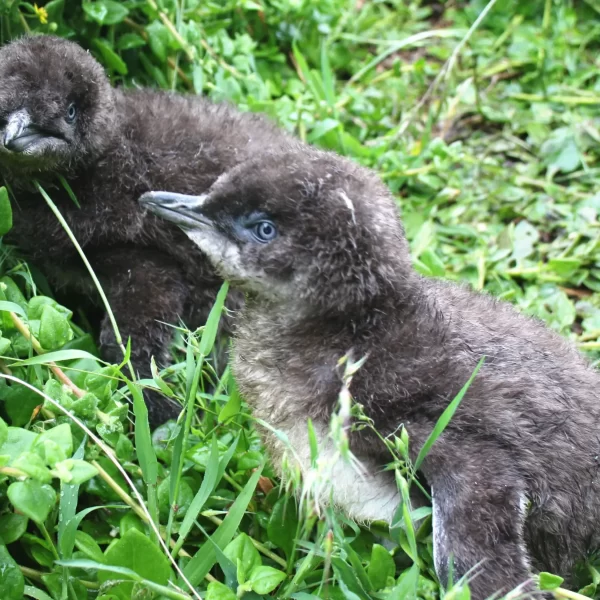 phillip island penguins tours from melbourne