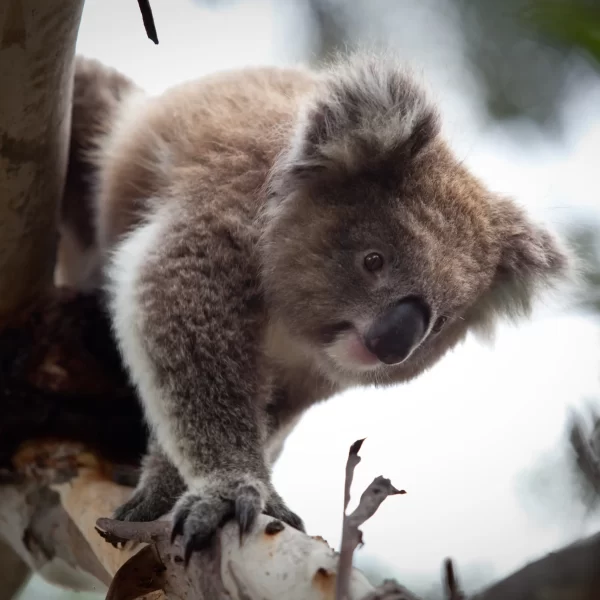 philip island tours
