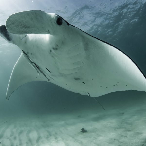 whale shark tours