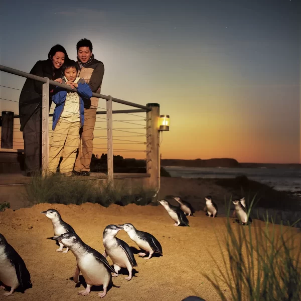philip island tour