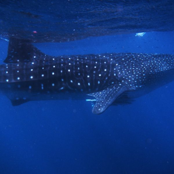 ningaloo whale shark tours