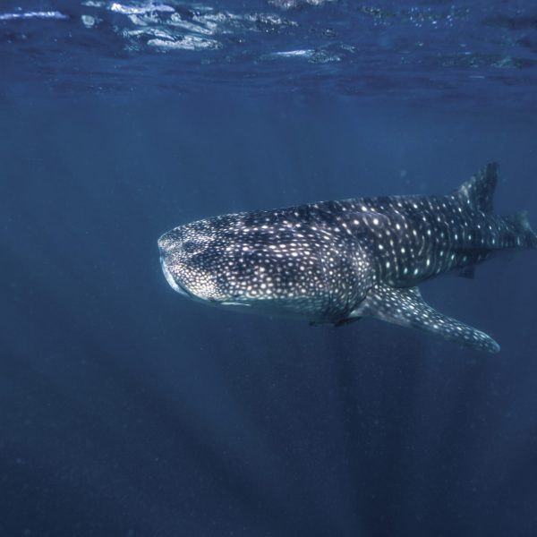whale shark tour