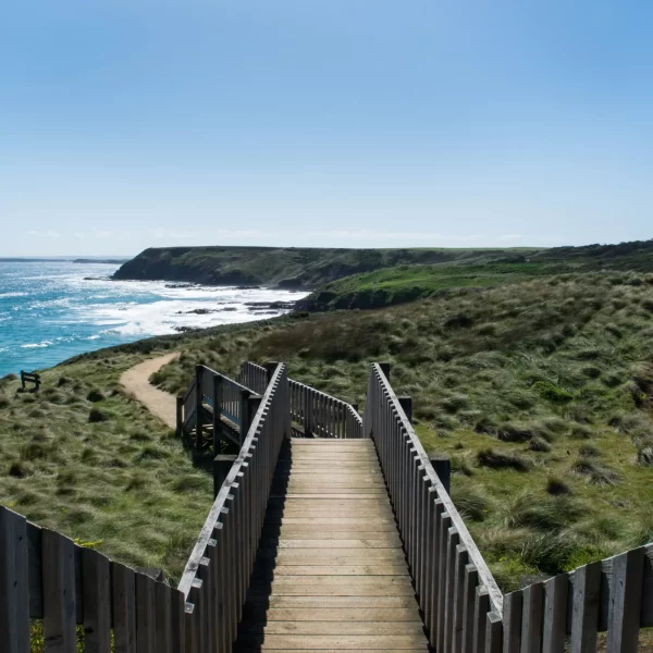 Melbourne penguin tour