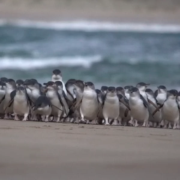 day trip phillip island