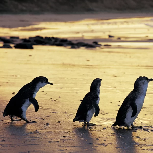 phillip island day tour