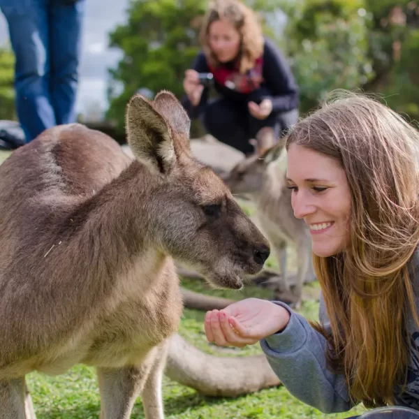 day trip to phillip island
