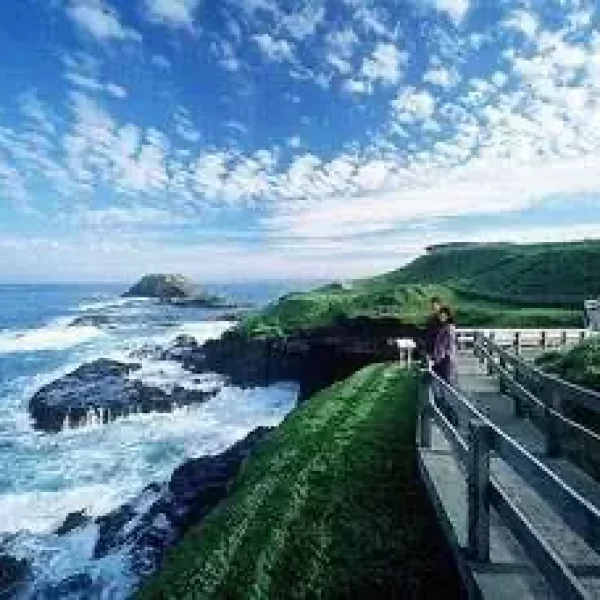 phillip island penguin tours