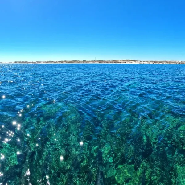 Whale Shark tour